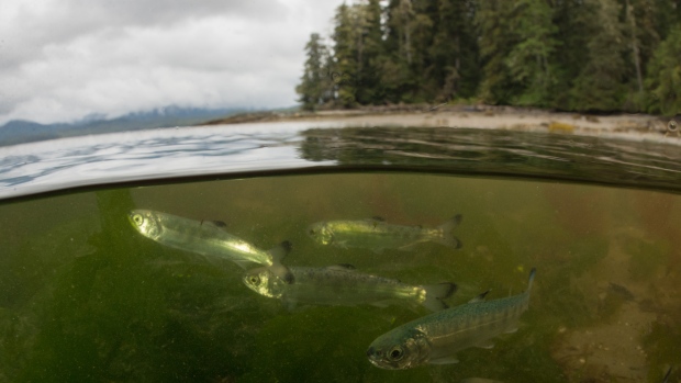 salmon-skeena-estuary
